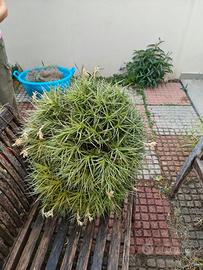 Tillanddia bergeri verde gigante