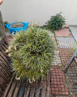 Tillanddia bergeri verde gigante