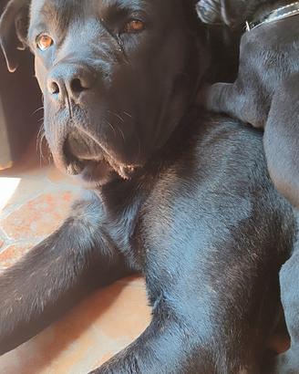 Cucciolata di cane corso