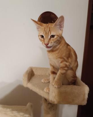 Gattino rosso