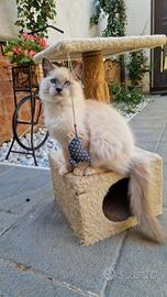 Cucciolo Gatto Ragdoll