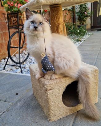 Cucciolo Gatto Ragdoll