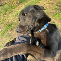 Cagnolina nera giovane. ADOZIONE ROMA