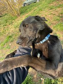 Cagnolina nera giovane. ADOZIONE ROMA