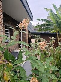 Buddleja x weyeriana ‘Moonlight’

