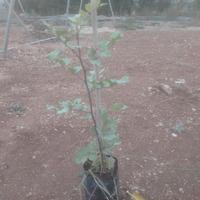 piante di carrubo selvatiche 