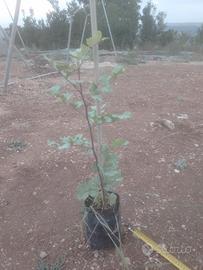 piante di carrubo selvatiche 