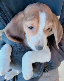 Beagle pronti