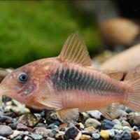Pesci acquario dolce gratis. Grazie