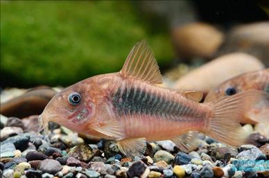 Pesci acquario dolce gratis. Grazie