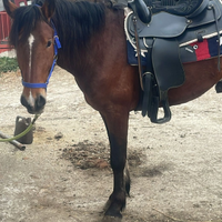 Cavallo