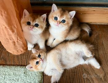 Gattini British Golden