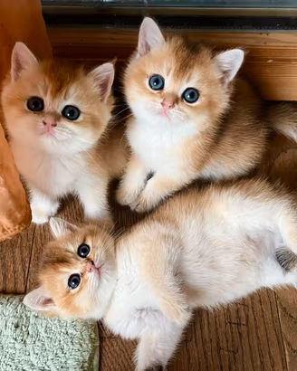 Gattini British Golden
