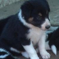 Cuccioli border collie