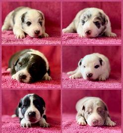 Cuccioli di border collie