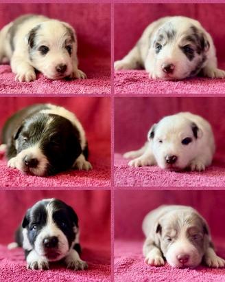 Cuccioli di border collie