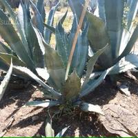 Piante grasse siciliane Agave americana