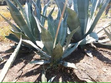 Piante grasse siciliane Agave americana