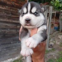 Spettacolari Siberian husky