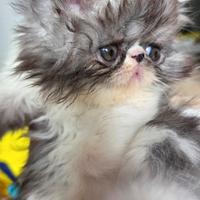 Cucciolo persiano ipertipico maschio