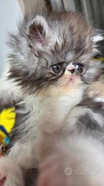 Cucciolo persiano ipertipico maschio