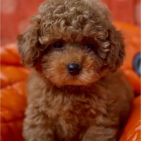 Cuccioli di Barboncino