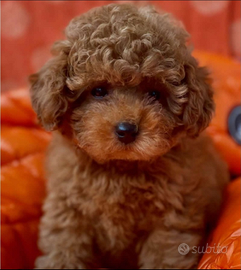 Cuccioli di Barboncino