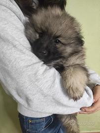 Wolfspitz keeshond Spitz Tedeschi