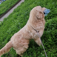 Cane golden