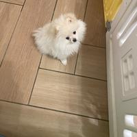 Volpina Spitz di Pomerania