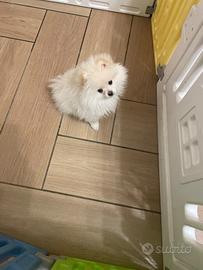 Volpina Spitz di Pomerania