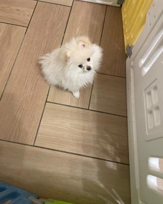 Volpina Spitz di Pomerania