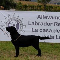 Labrador nero portatore choco per monta