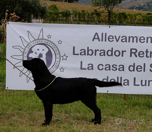 Labrador nero portatore choco per monta