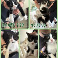 Cuccioli gatto