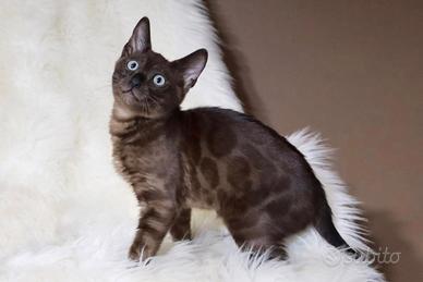 Gatti del bengala alta genealogia