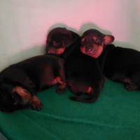 Cuccioli bassotto