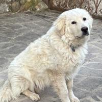 Cane pastore maremmano