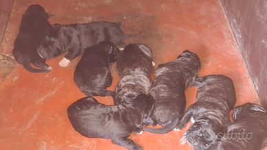 Cuccioli cane corso