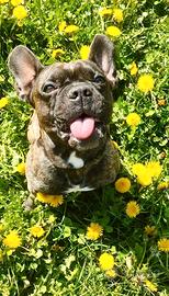 Bulldog francese per monta