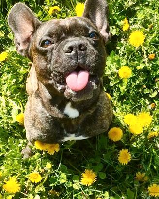Bulldog francese per monta