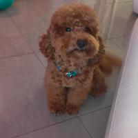 Barboncino Toy Red Accoppiamento