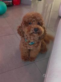 Barboncino Toy Red Accoppiamento