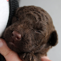 Barboncino nana cioccolato