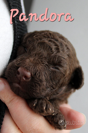 Barboncino nana cioccolato