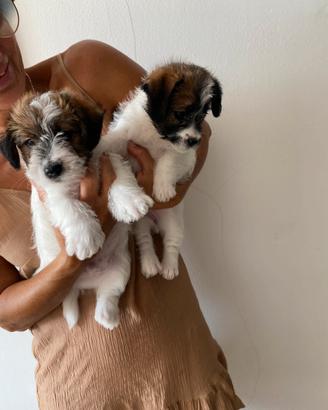 Cuccioli Jack Russell a pelo ruvido