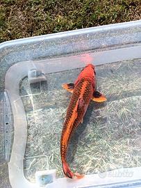 Carpa koi kin matsuba