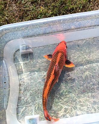 Carpa koi kin matsuba