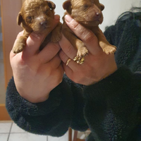 Barboncino Toy con pedigree ENCI