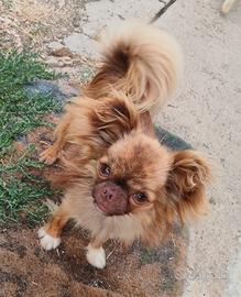Chihuahua per monta